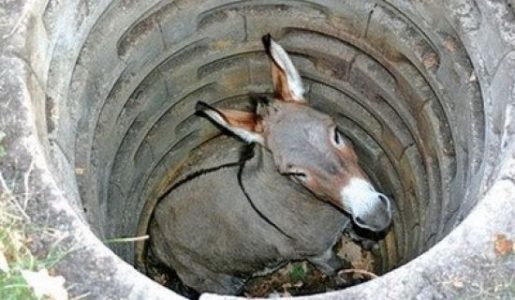 donkey in the well