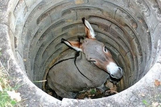 donkey in the well